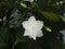 White Jasmine flower on the green plant, Jasminum polyanthumÂ Indian theÂ many-flowered jasmin